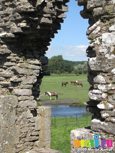 SX07967 Horses grazing framed by window of Ogmore Castle